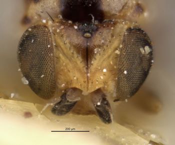 Media type: image;   Entomology 13356 Aspect: head frontal view